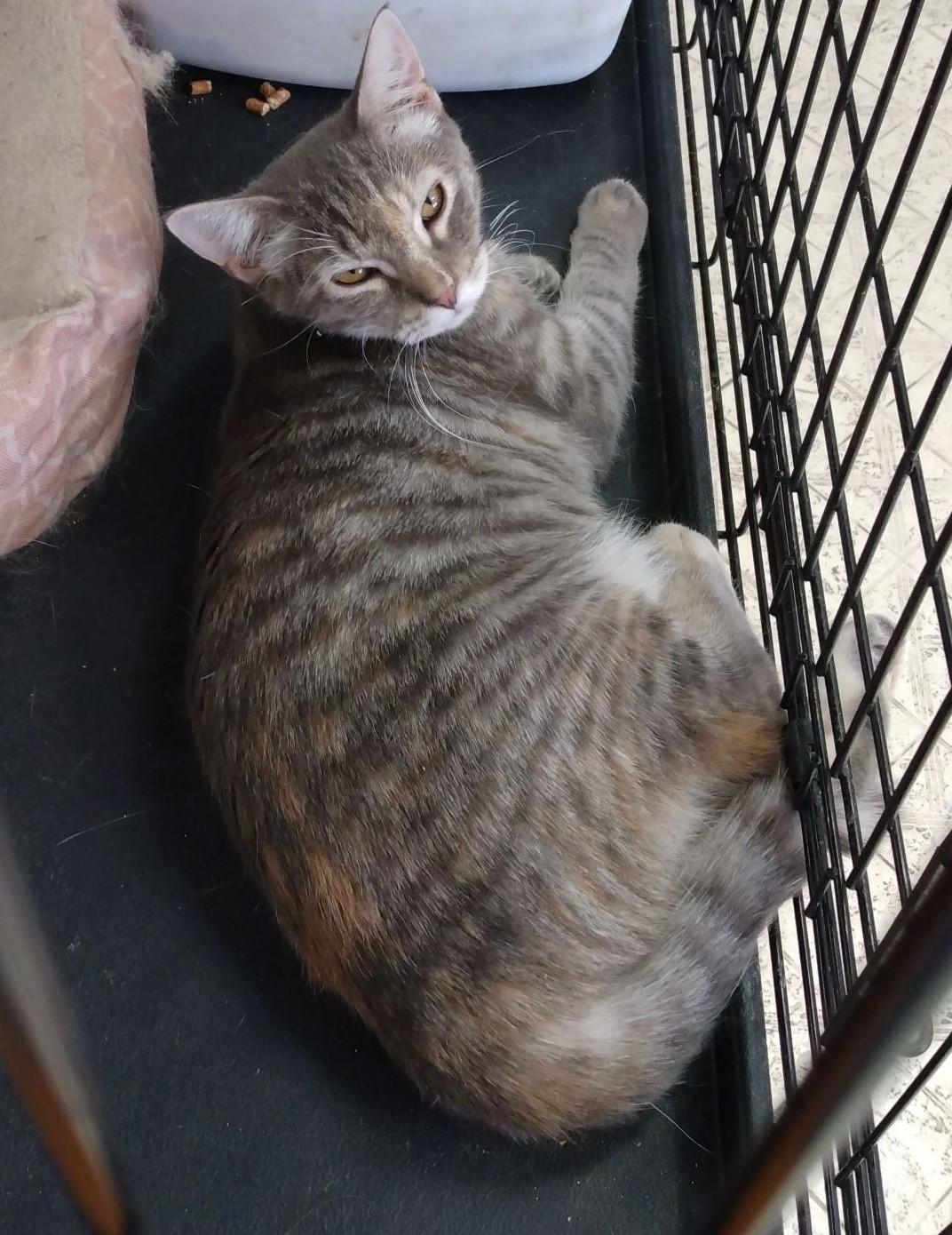 Enlarge Spangle, a Adoptable mixed breed in Buhl, ID image 2/4