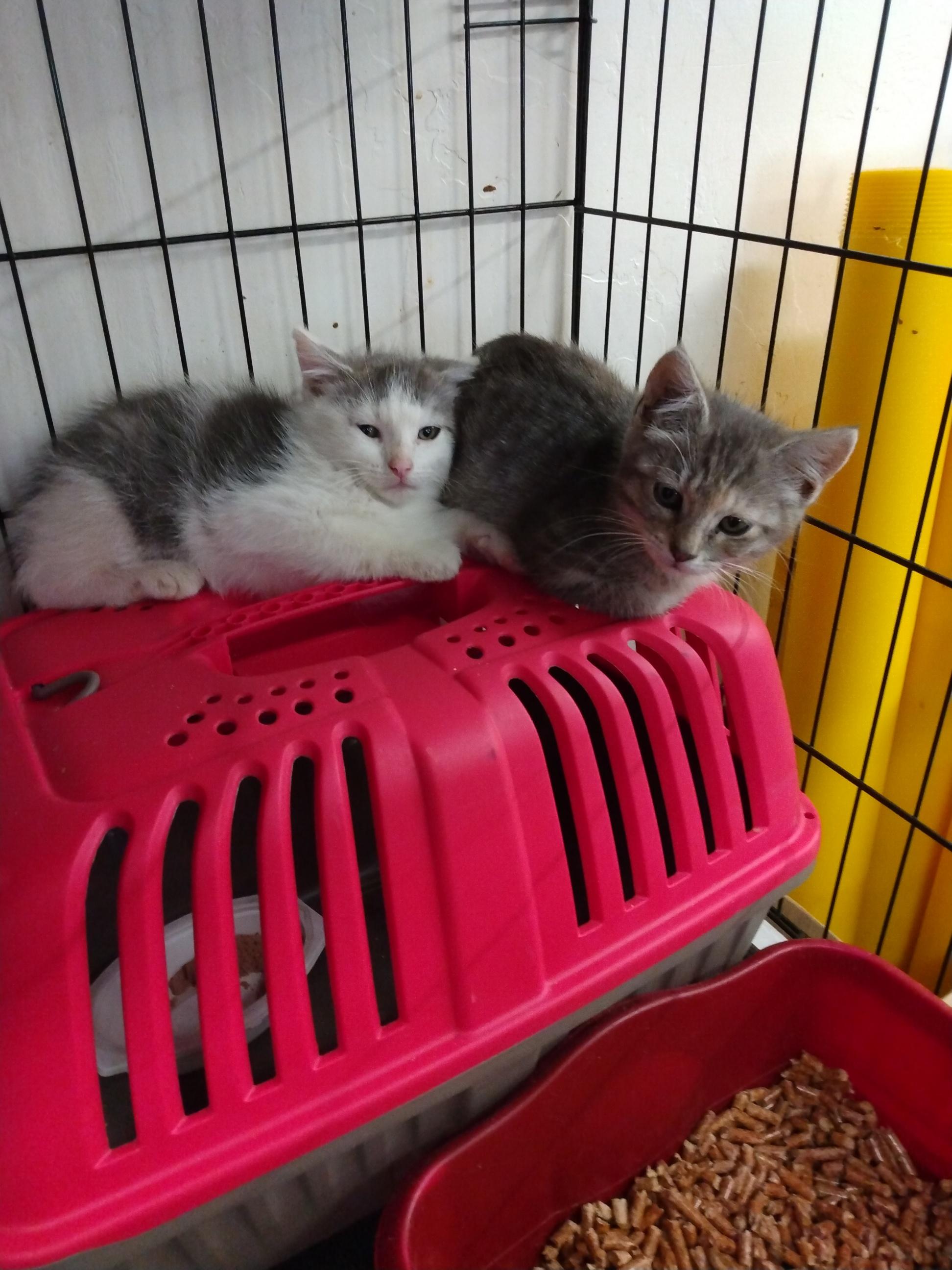 Enlarge Spangle, a Adoptable mixed breed in Buhl, ID image 3/4