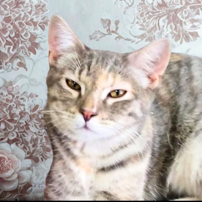 Enlarge Spangle, a Adoptable mixed breed in Buhl, ID image 4/4