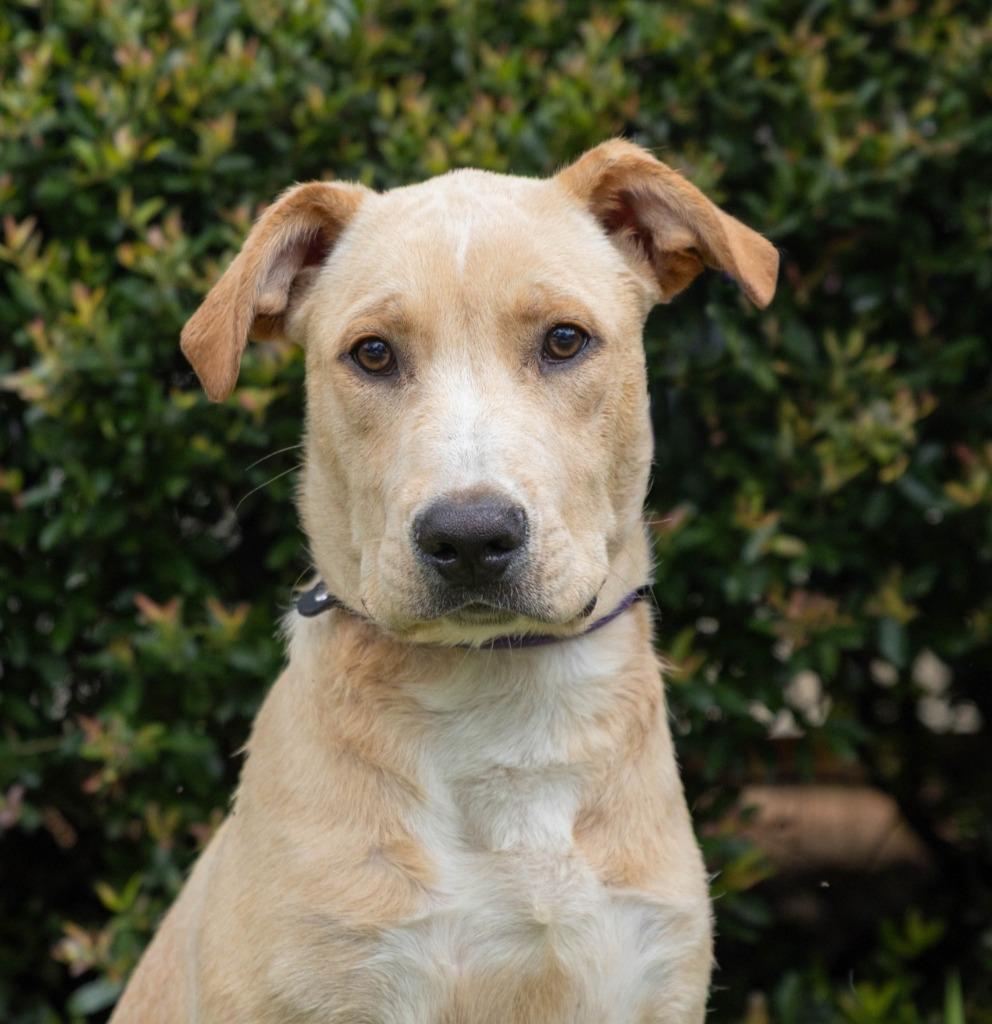 Charlie, Adoptable, Puppy Male Labrador Retriever.