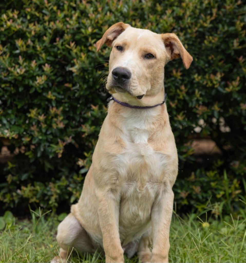 Charlie, a Adoptable mixed breed in North Syracuse, NY image 2/2