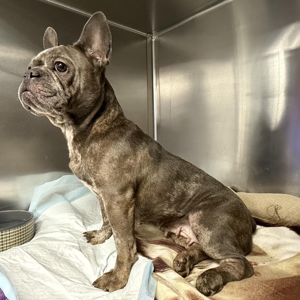 Polly Pocket thumbnail 2