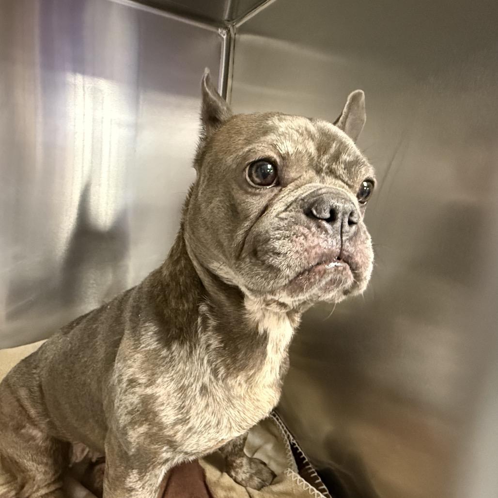 Polly Pocket thumbnail 3