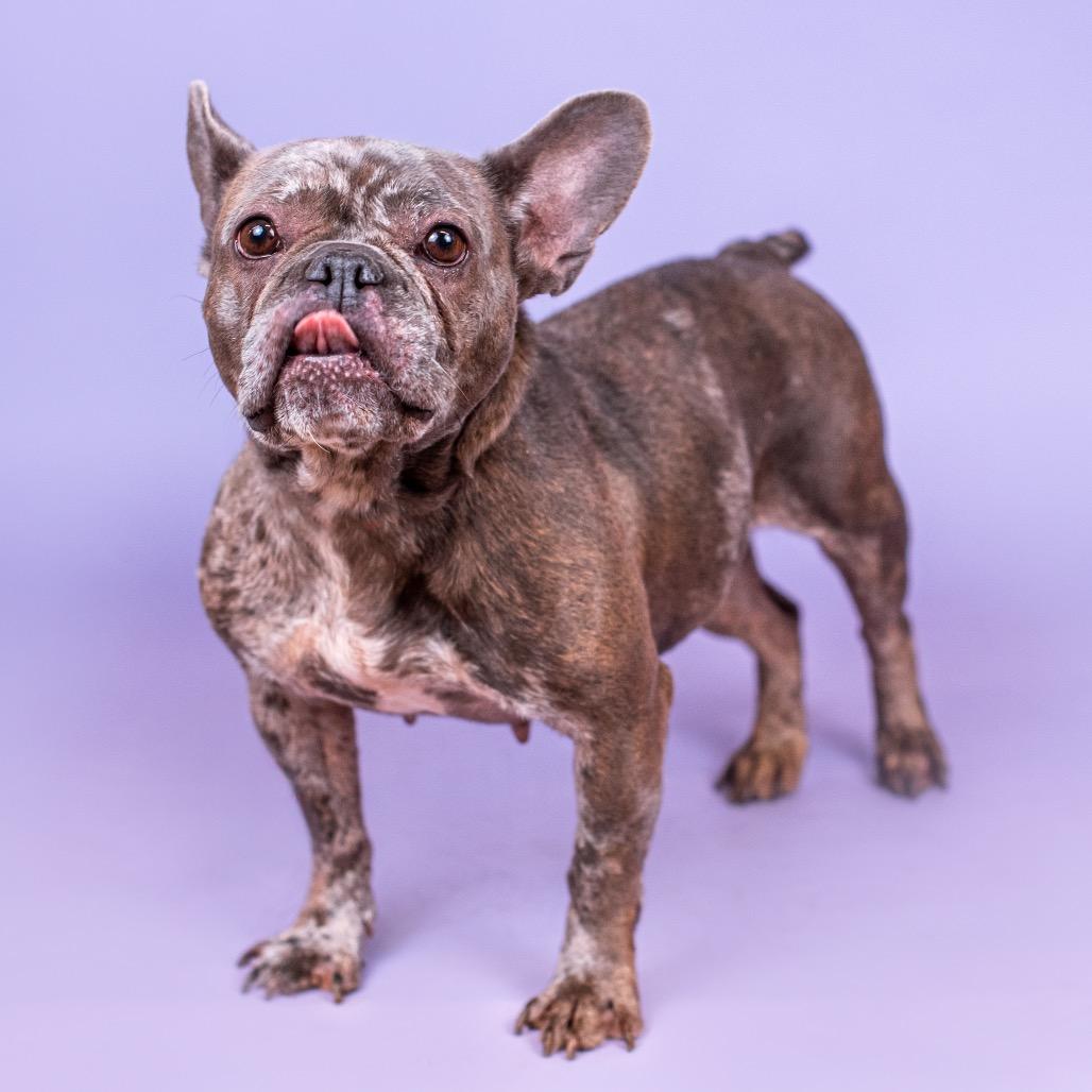 Polly Pocket thumbnail 6