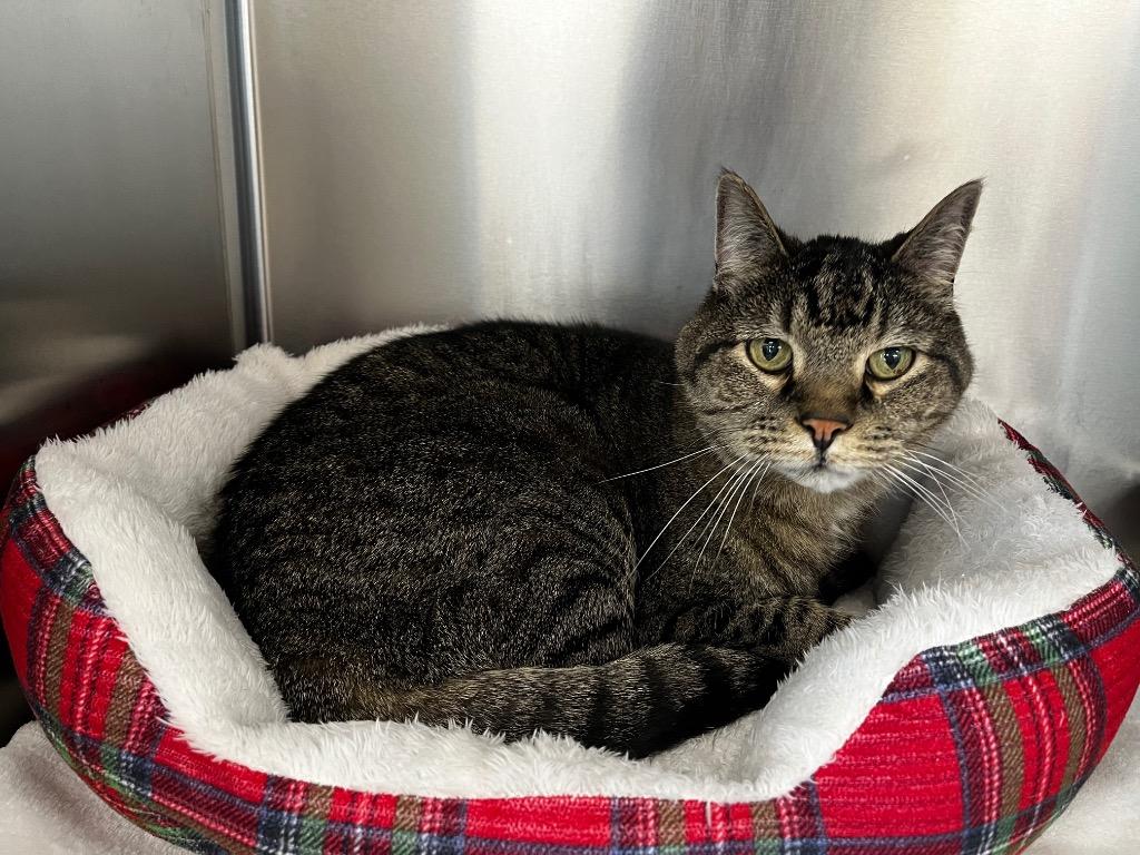 Los, Adoptable, Senior Male Domestic Short Hair.