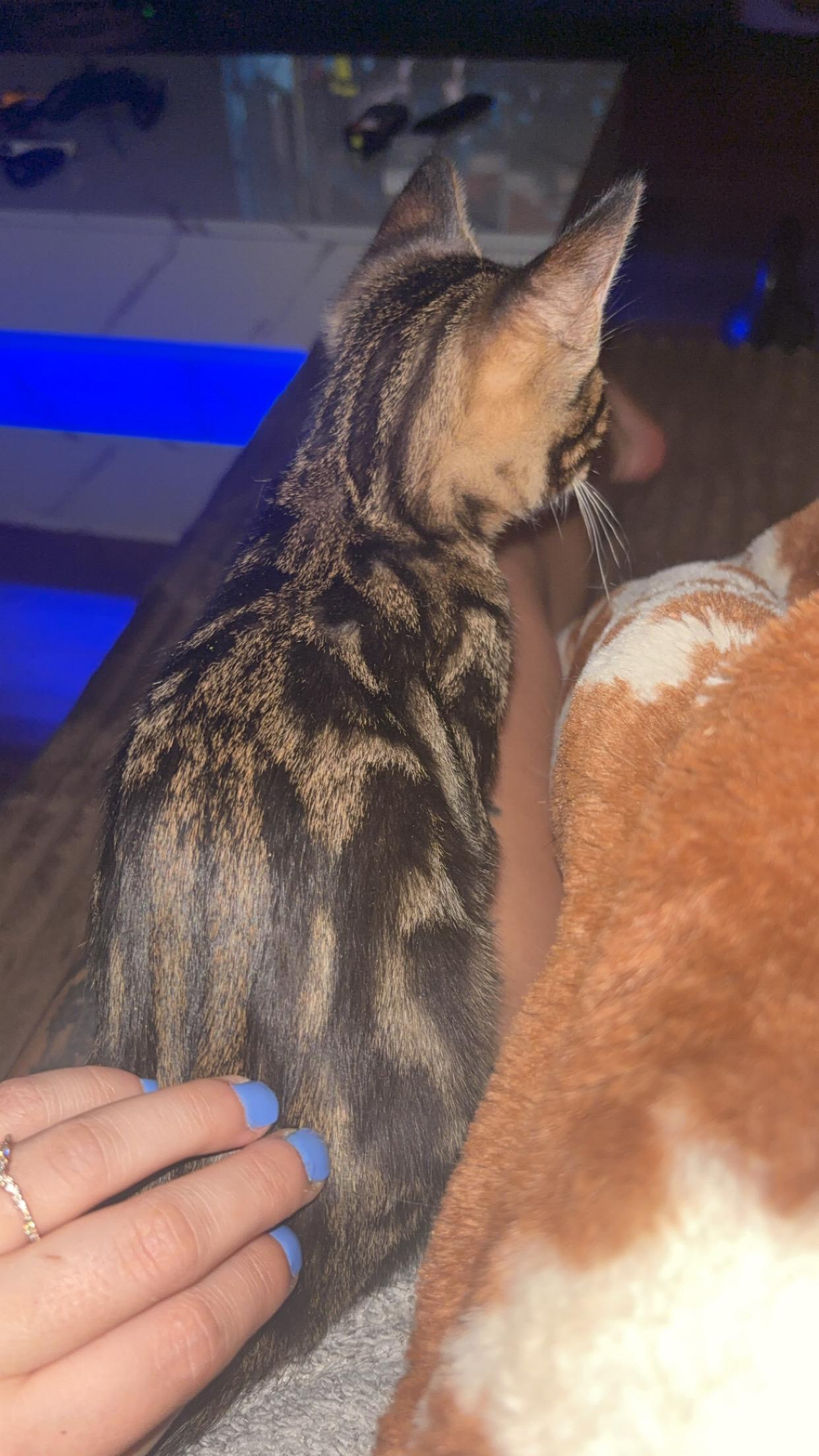 Enlarge Cash, a ADOPTABLE Savannah in Elk Grove, CA image 2/3