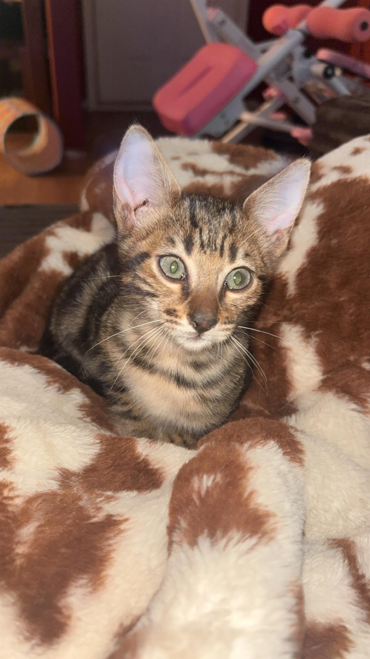 Enlarge Cash, a ADOPTABLE Savannah in Elk Grove, CA image 3/3