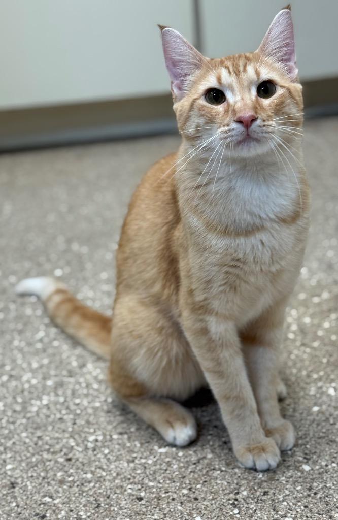 Kody, a Adoptable mixed breed in Great Bend, KS image 1/2
