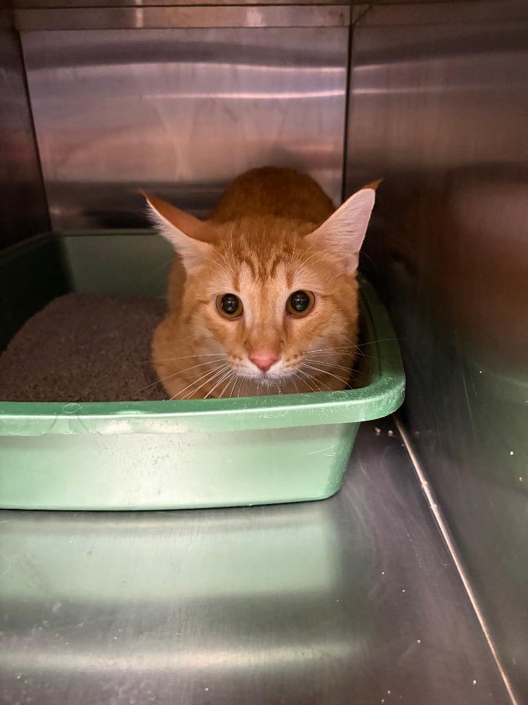 Kody, Adoptable, Young Male Domestic Short Hair.
