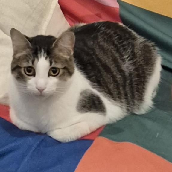 Donald, ADOPTABLE, Young Male American Shorthair.