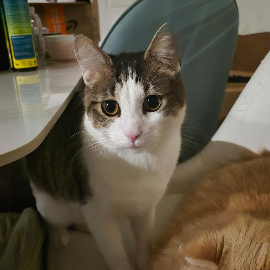 Enlarge Donald, a ADOPTABLE American Shorthair in North Hollywood, CA image 3/4