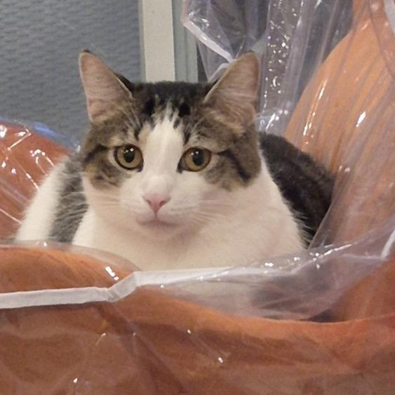 Enlarge Donald, a ADOPTABLE American Shorthair in North Hollywood, CA image 2/4