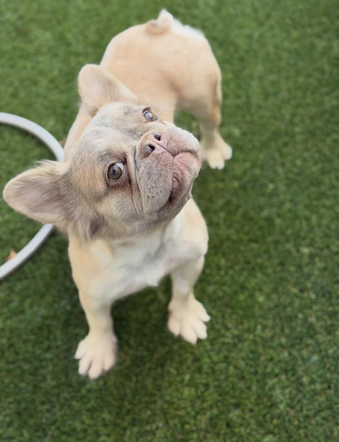 Enlarge Echo (Fluffy Frenchie), a Adoptable mixed breed in Las Vegas, NV image 4/5