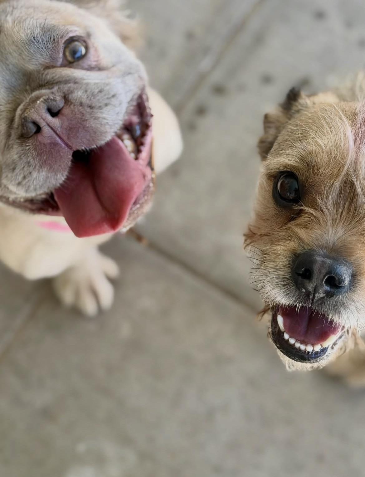 Enlarge Echo (Fluffy Frenchie), a Adoptable mixed breed in Las Vegas, NV image 5/5