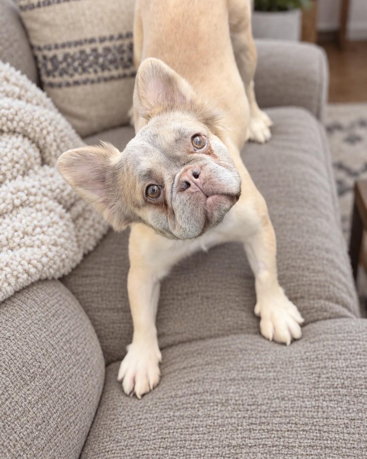 Enlarge Echo (Fluffy Frenchie), a Adoptable mixed breed in Las Vegas, NV image 1/5