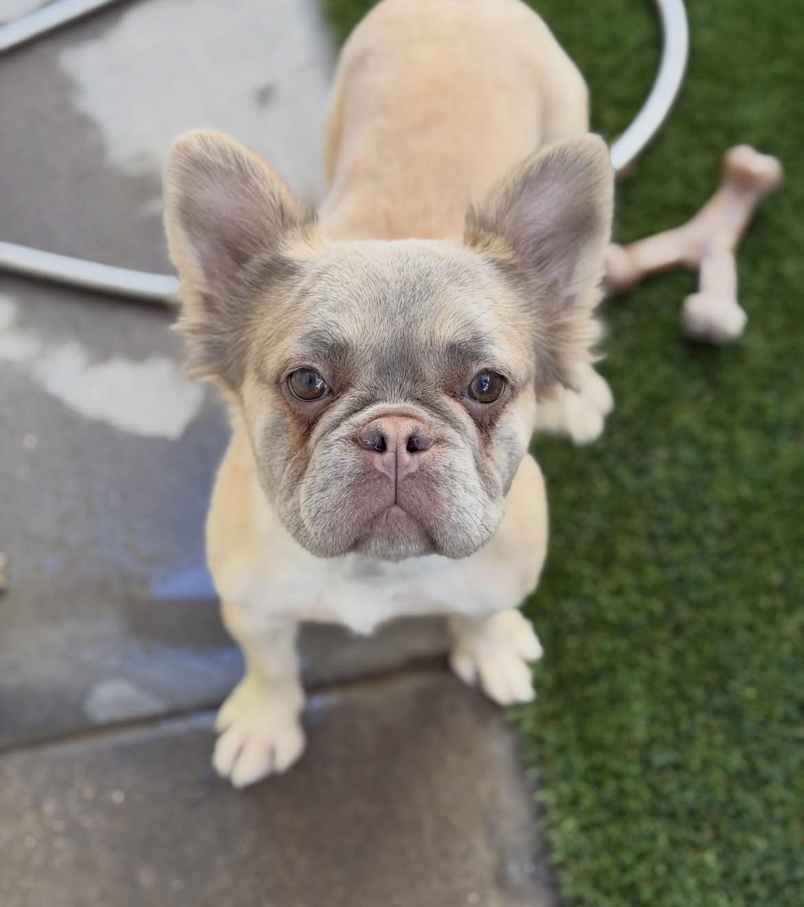 Enlarge Echo (Fluffy Frenchie), a Adoptable mixed breed in Las Vegas, NV image 2/5