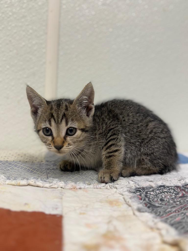 Sarah, Adoptable, Kitten Female Domestic Short Hair.