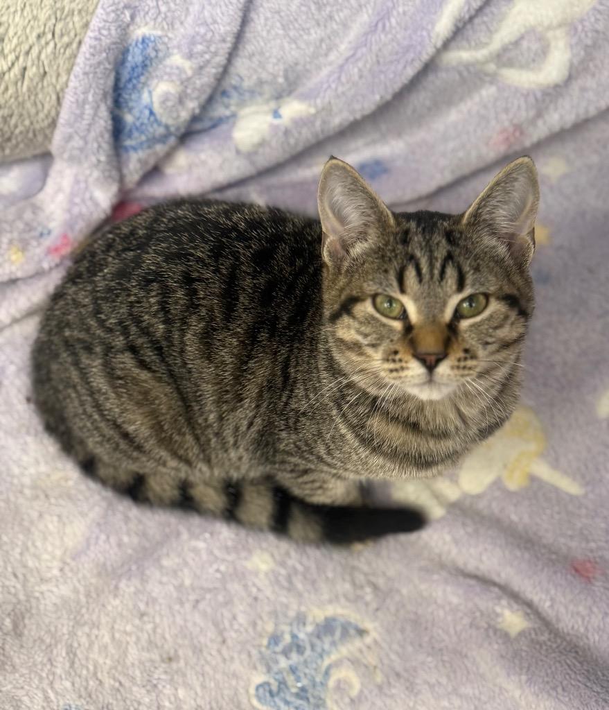 Enlarge Sarah, a Adoptable mixed breed in North Vernon, IN image 2/2