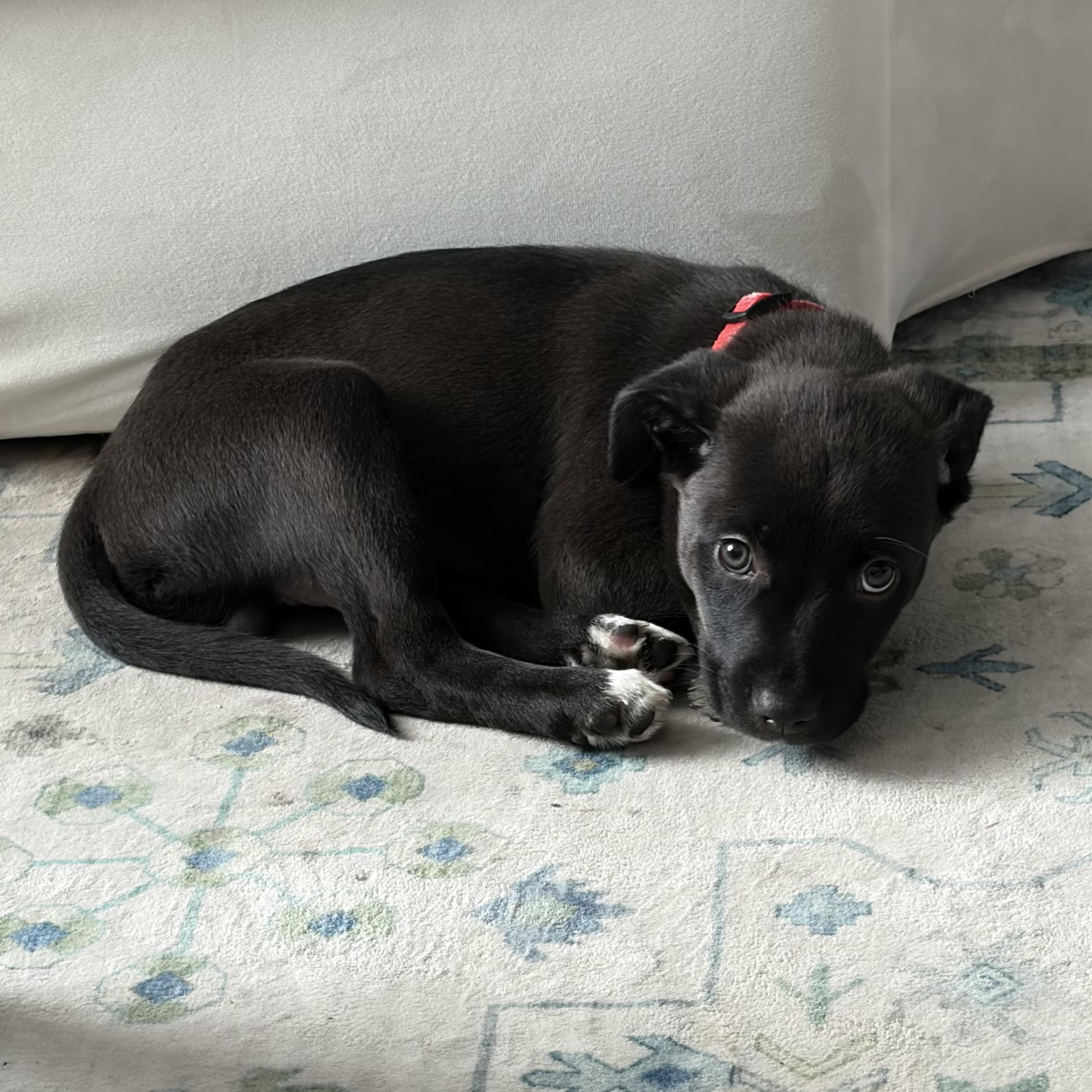 Cacaw — thumbnail 5