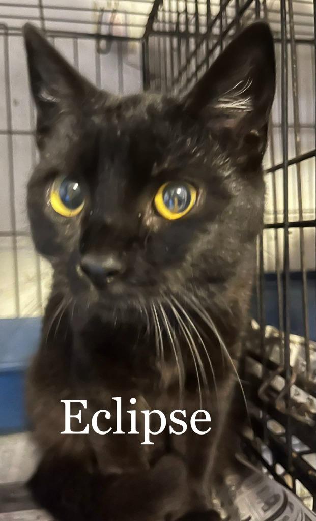 Eclipse, Adoptable, Young Female Domestic Short Hair.