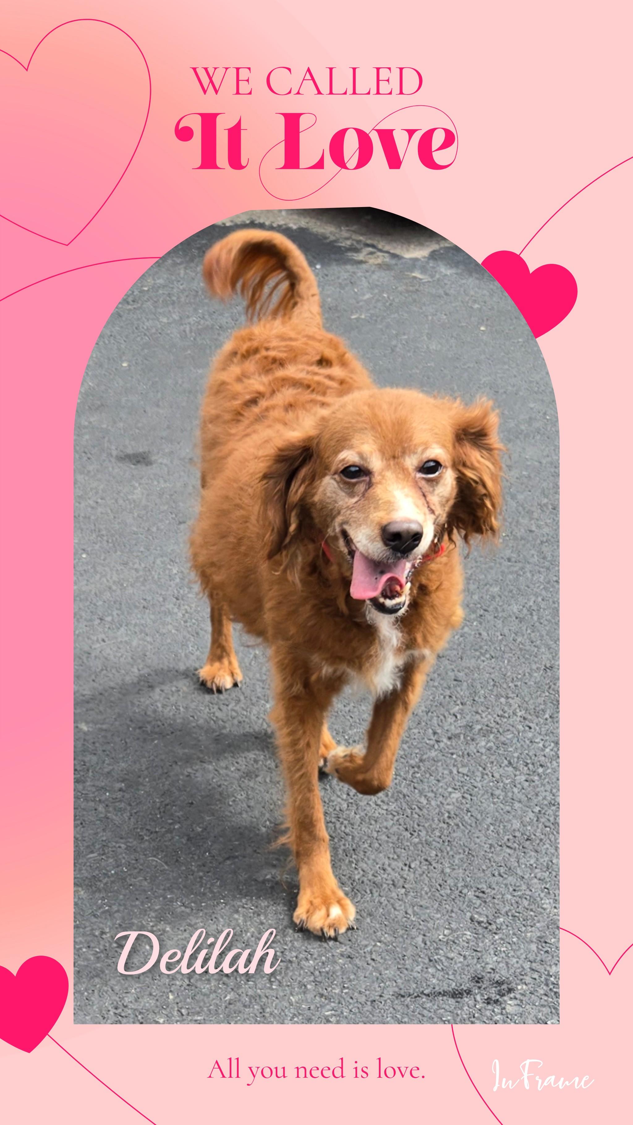 Delilah, an adoptable Goldendoodle in Fredericksburg, VA image 3/6