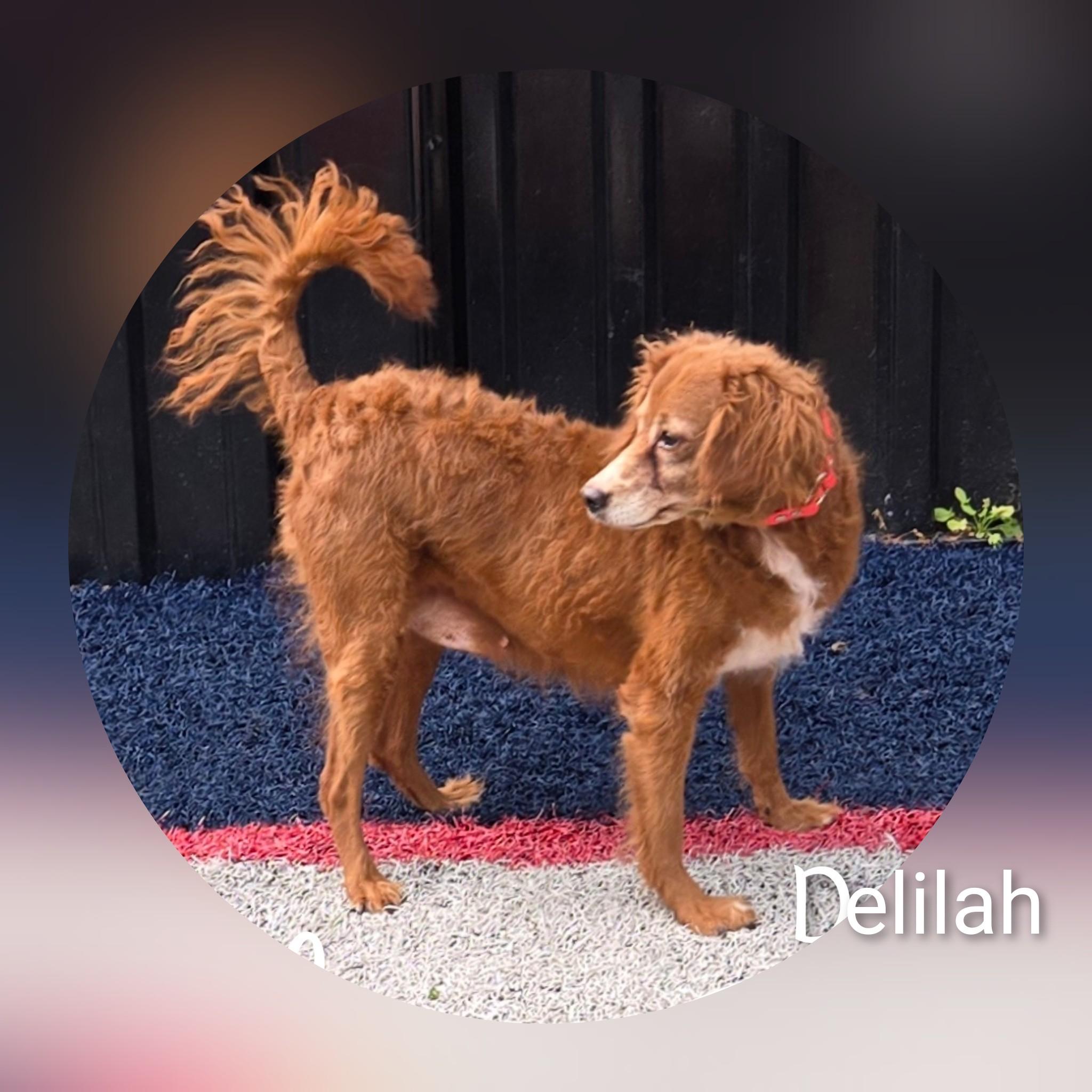 Delilah