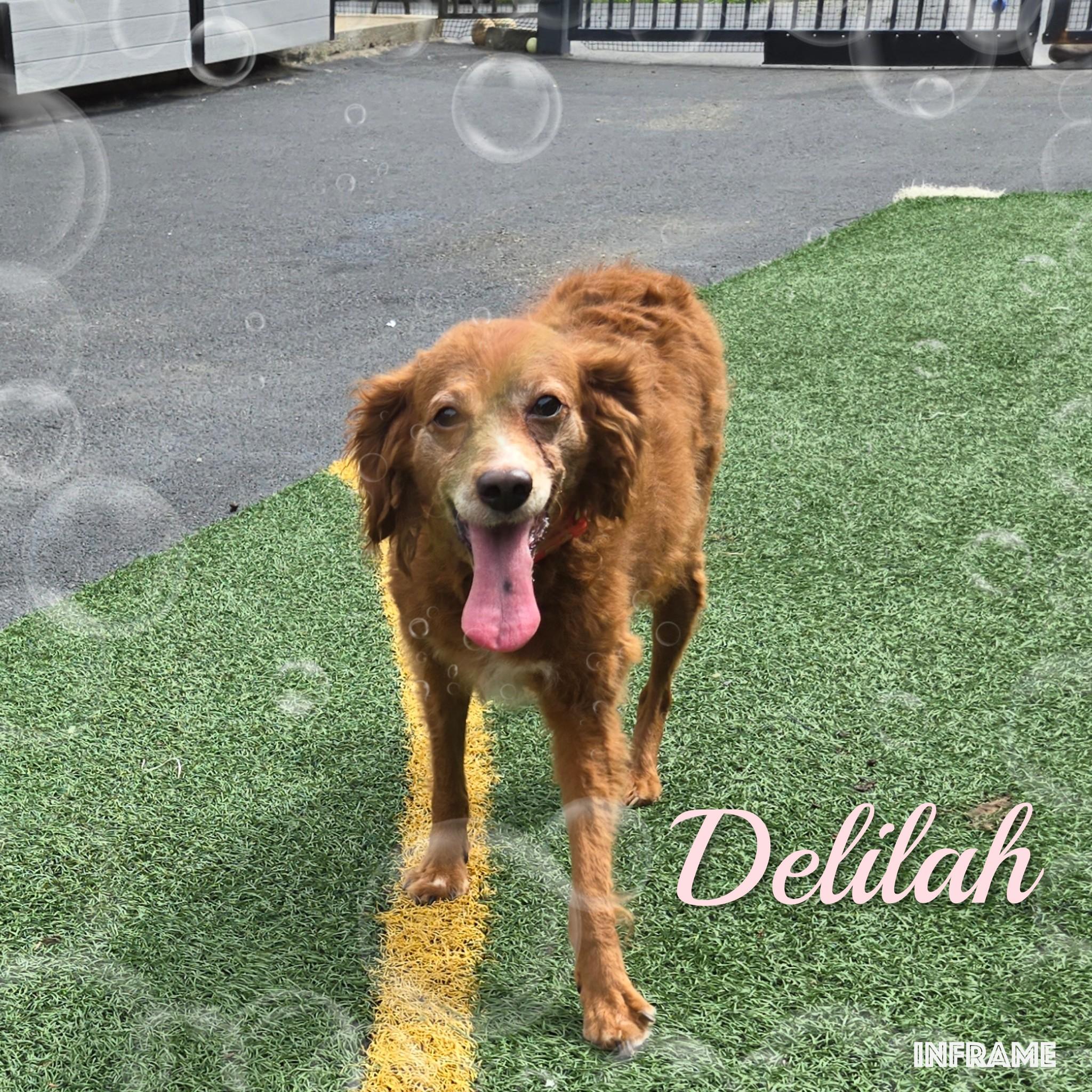 Delilah, adoptable, Adult Female Goldendoodle.