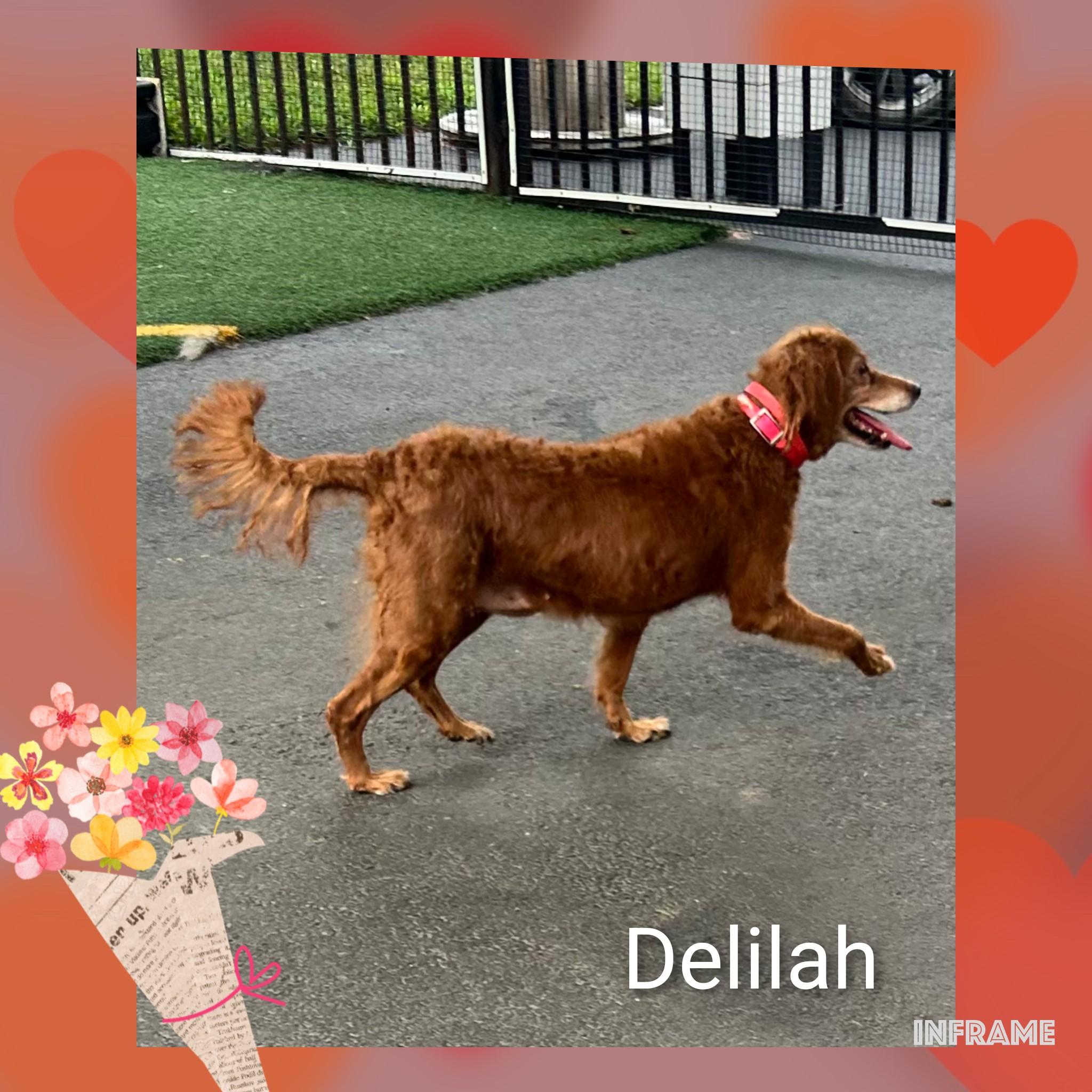 Delilah, an adoptable Goldendoodle in Fredericksburg, VA image 4/6