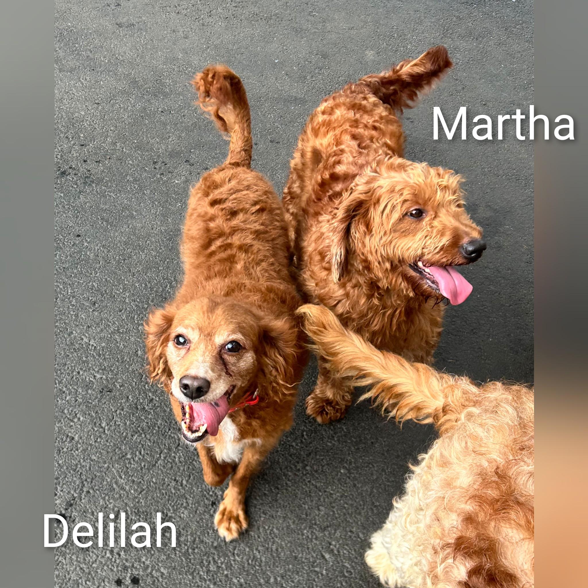 Delilah, an adoptable Goldendoodle in Fredericksburg, VA image 2/6