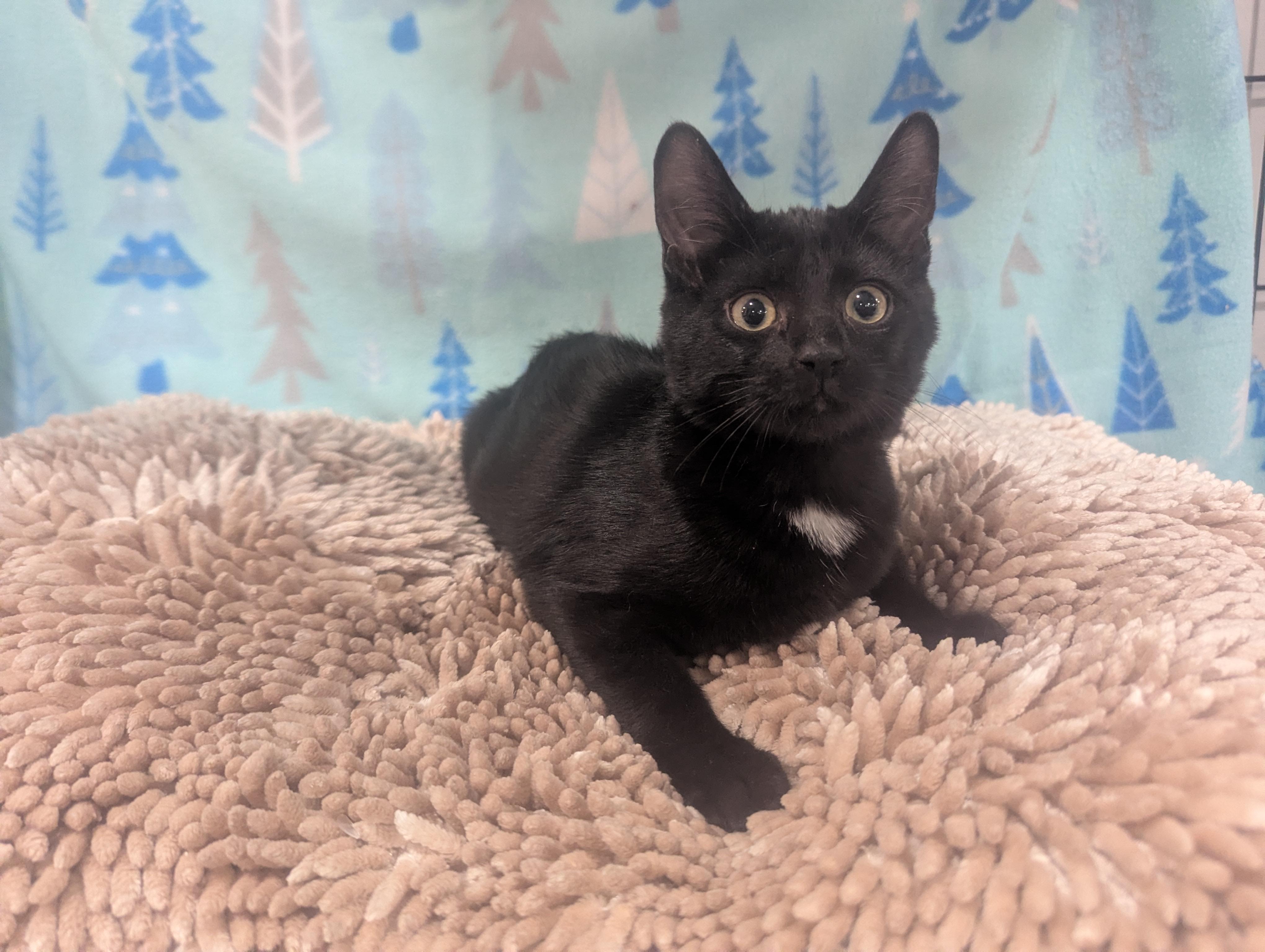 Spruce, a Adoptable Domestic Short Hair in Philadelphia, PA image 1/3