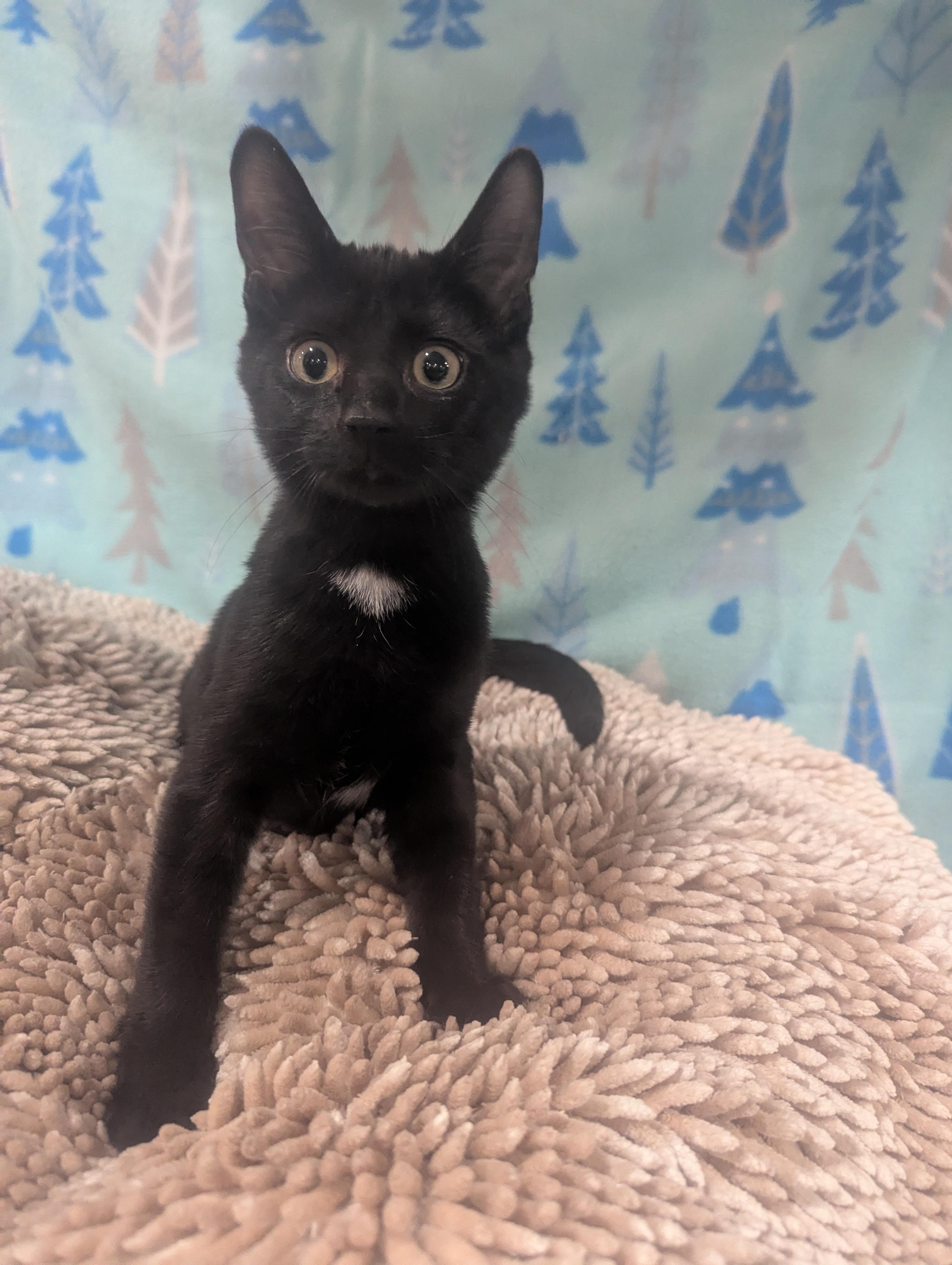 Spruce, a Adoptable Domestic Short Hair in Philadelphia, PA image 2/3