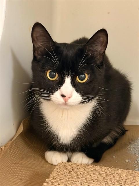 CONTRACT, Adoptable, Young Male Domestic Short Hair.