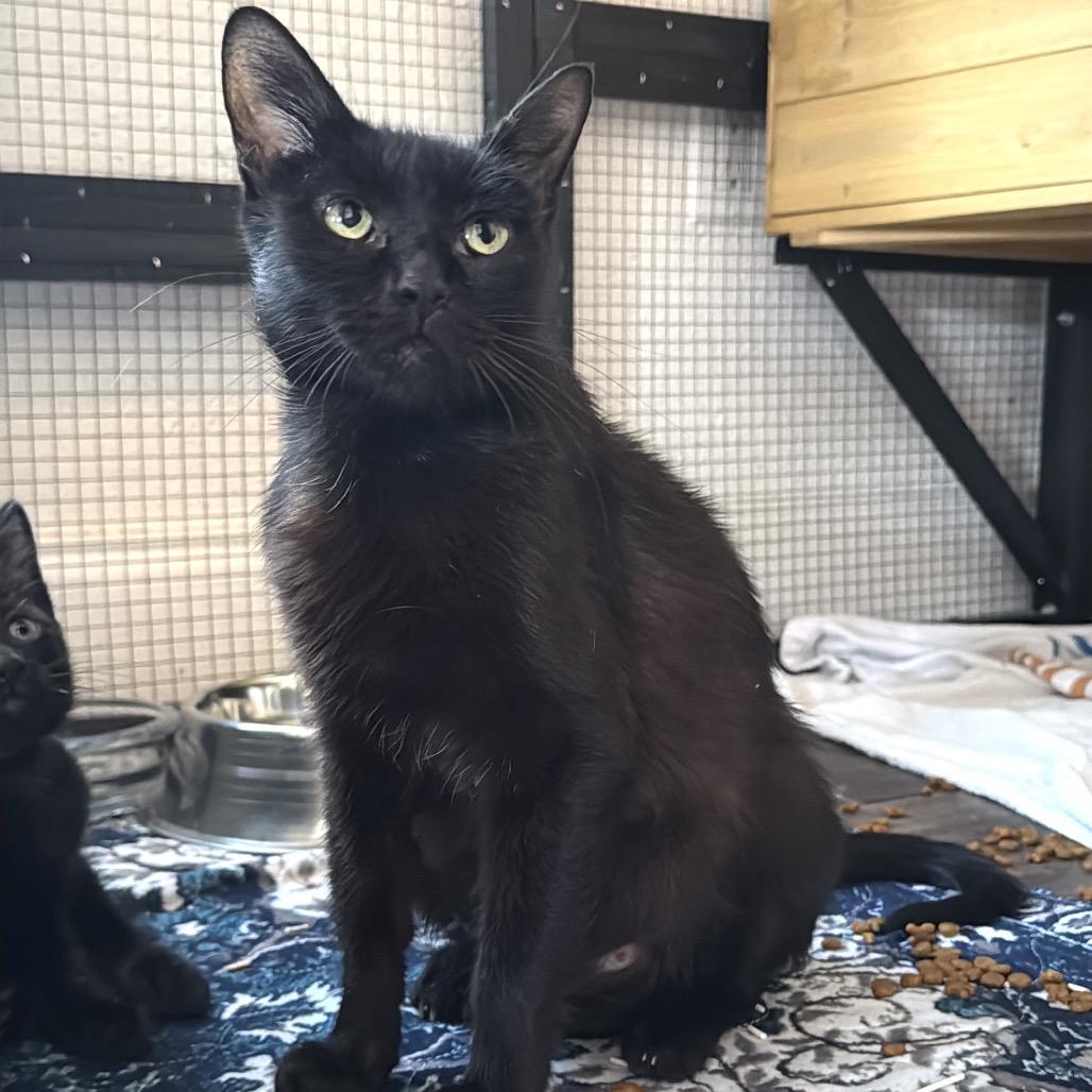 Enlarge Yahtzee, a Adoptable American Shorthair in Latham, NY image 2/4