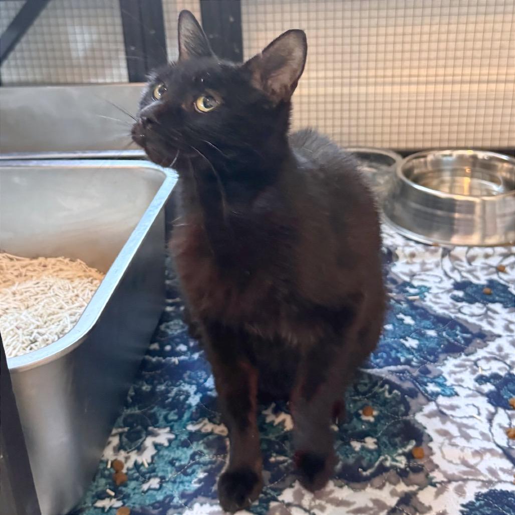 Enlarge Yahtzee, a Adoptable American Shorthair in Latham, NY image 4/4