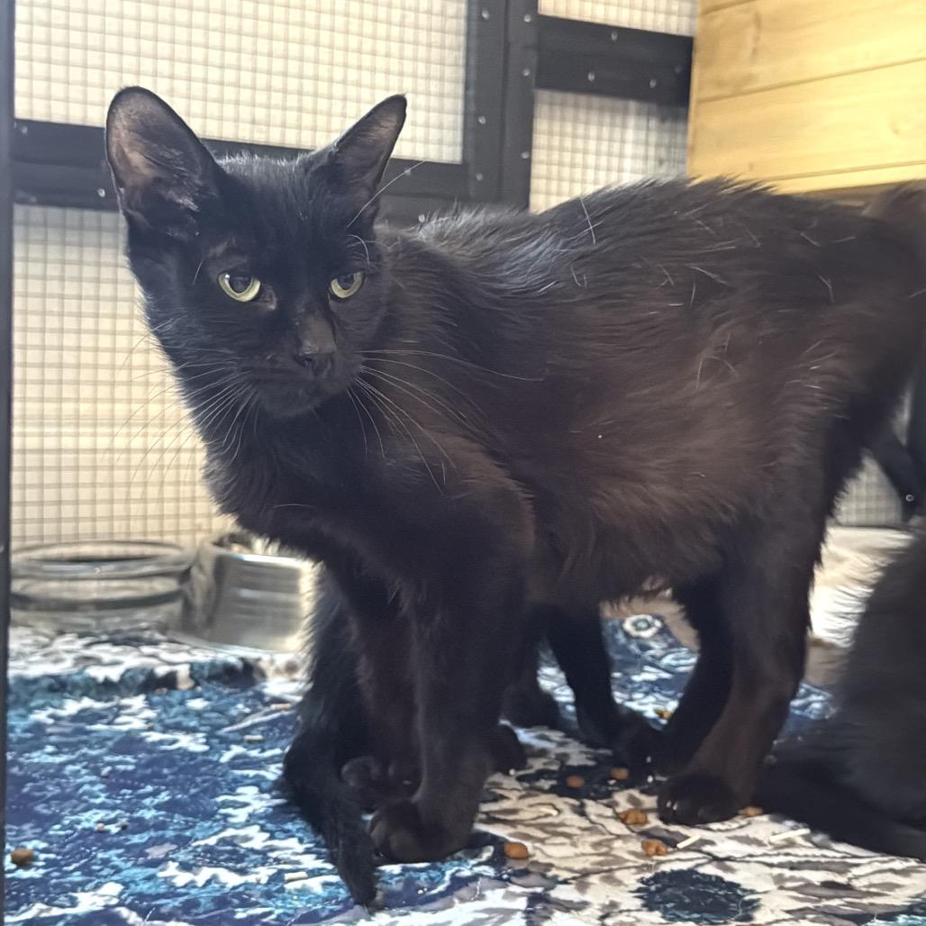 Enlarge Yahtzee, a Adoptable American Shorthair in Latham, NY image 3/4