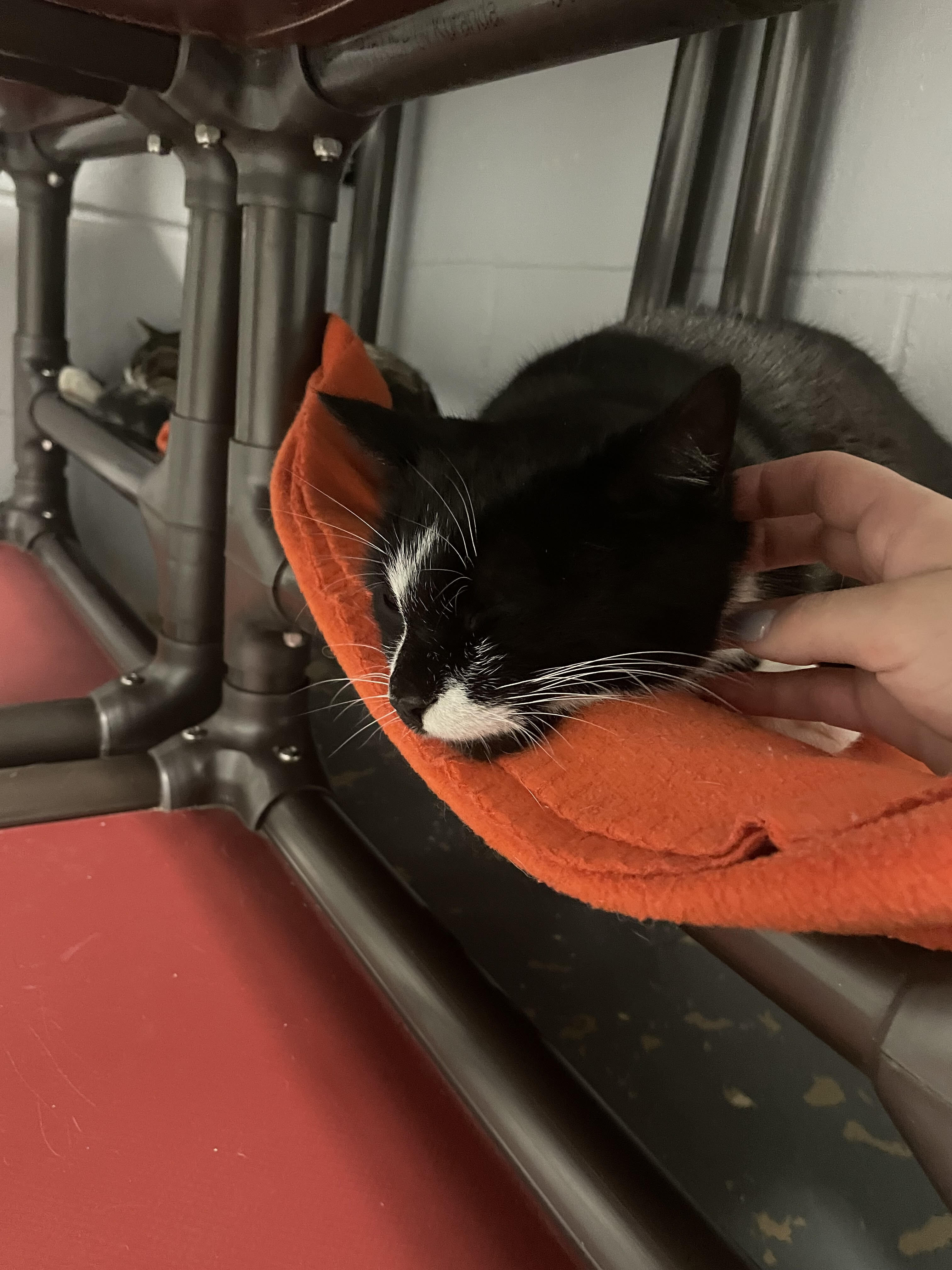 Enlarge Cane, a Adoptable Tuxedo in East Northport, NY image 1/4