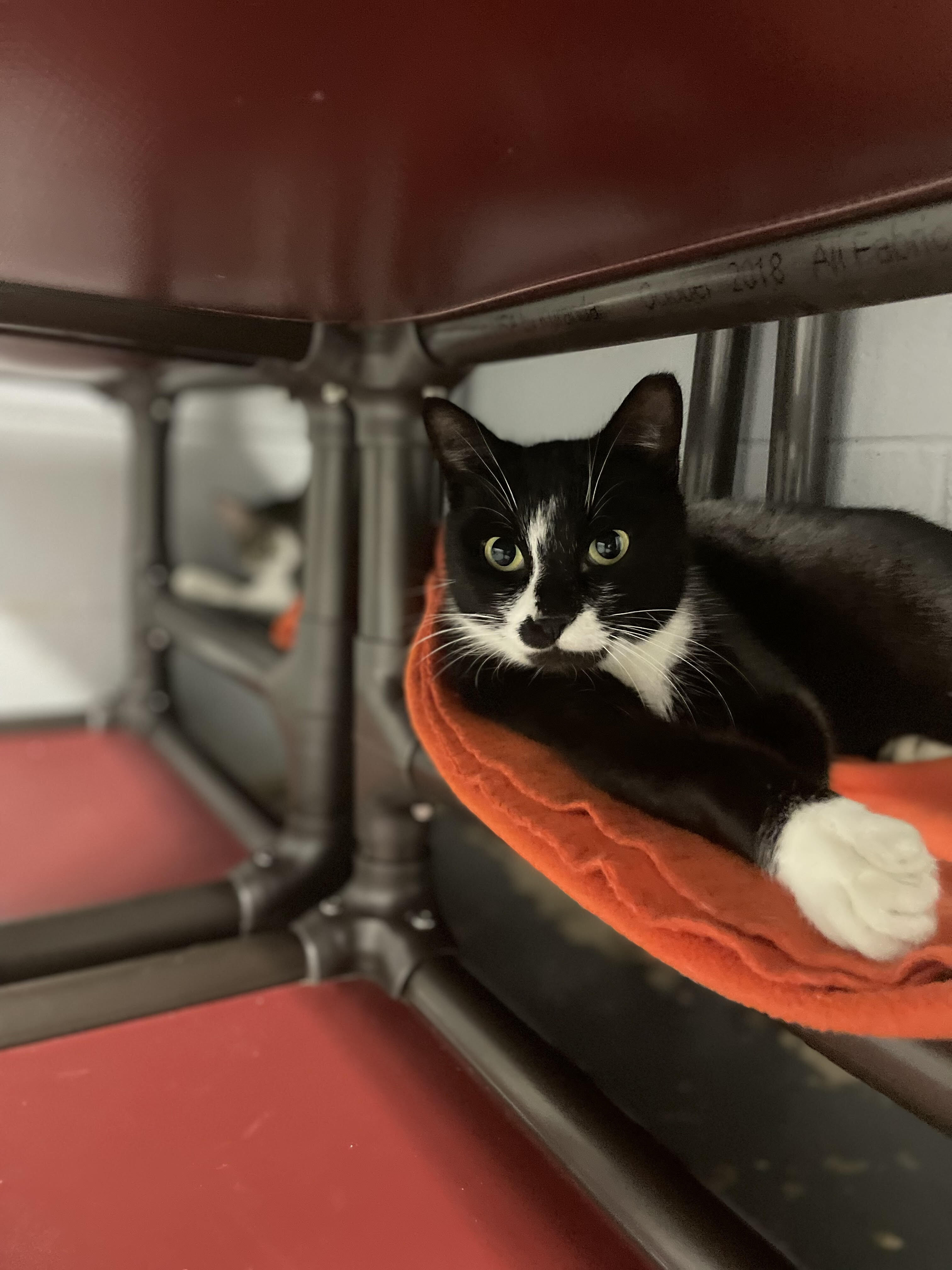 Enlarge Cane, a Adoptable Tuxedo in East Northport, NY image 2/4
