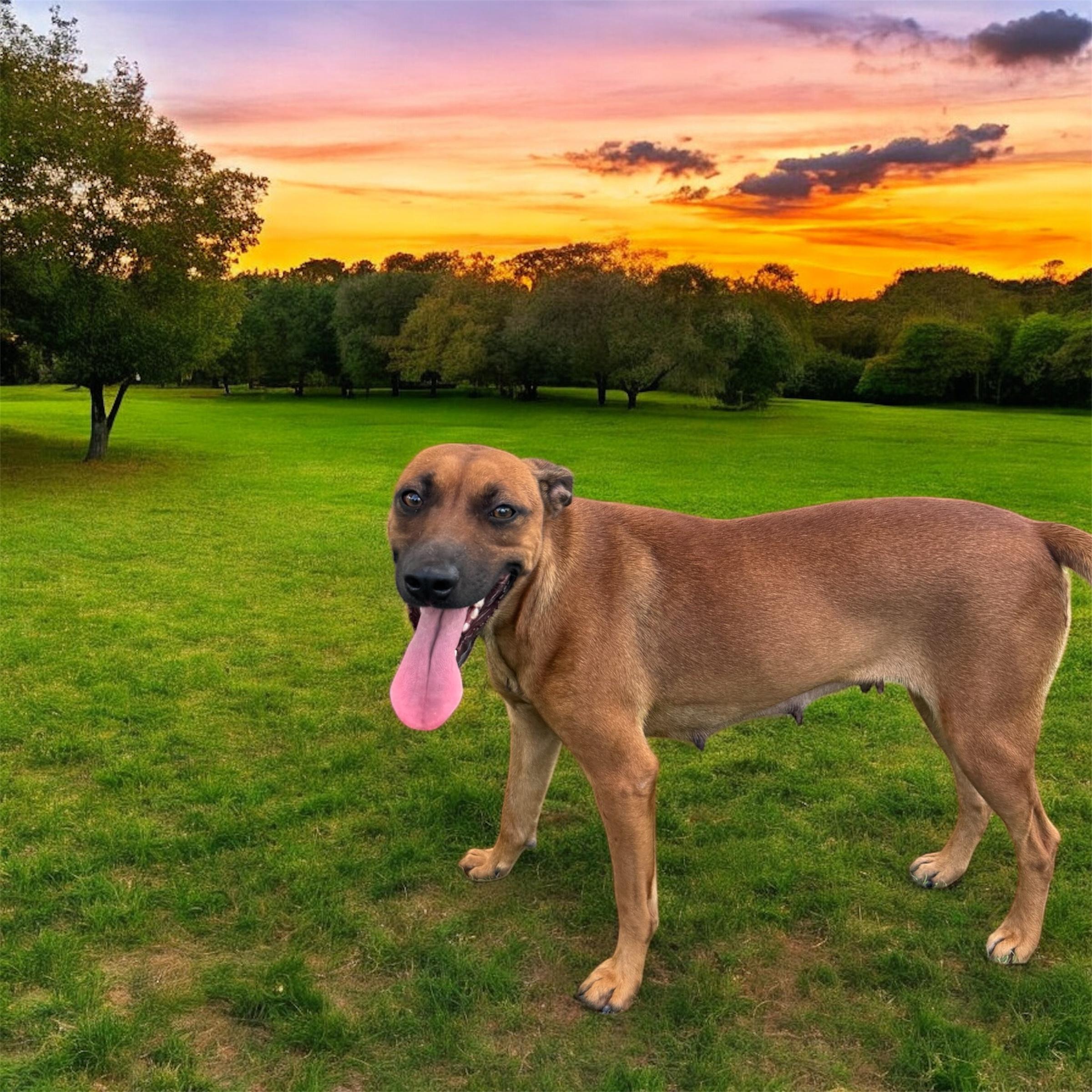 Enlarge Brownie, a Adoptable mixed breed in Williston, VT image 3/4