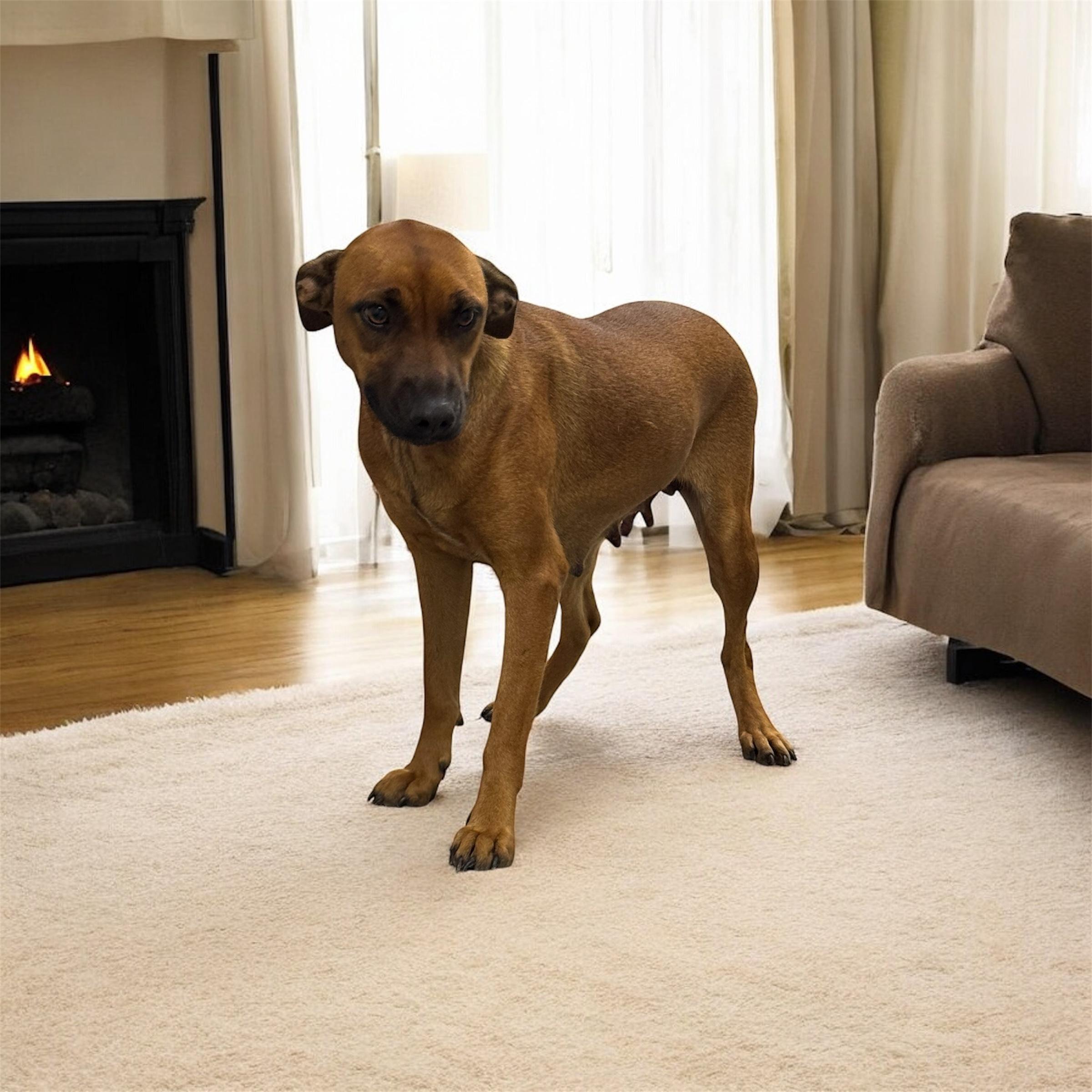 Enlarge Brownie, a Adoptable mixed breed in Williston, VT image 4/4