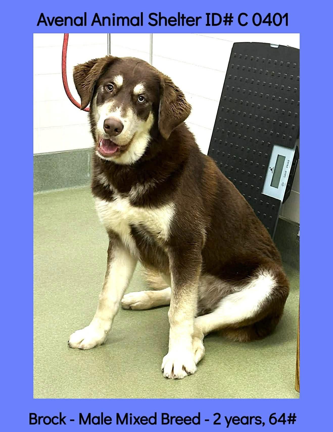 Brock, ADOPTABLE, Young Male Hound.