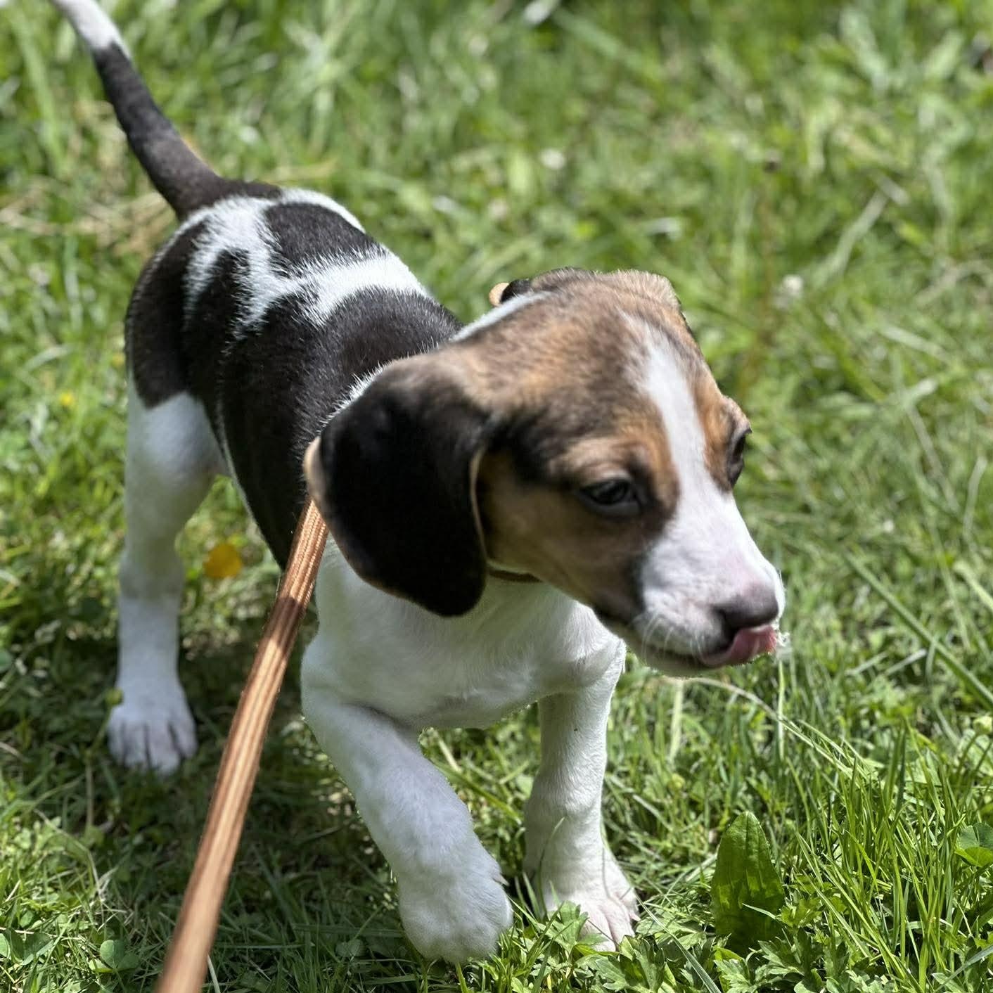 Enlarge Jami, a Adoptable Treeing Walker Coonhound in Newland, NC image 3/3