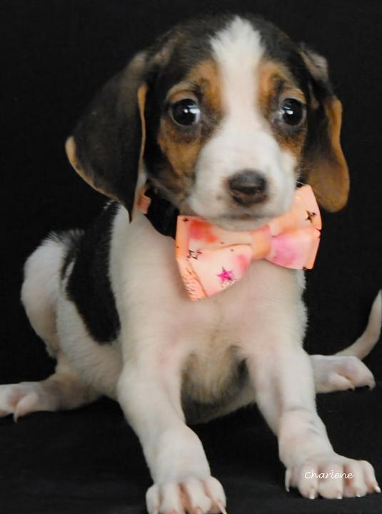 Enlarge Jami, a Adoptable Treeing Walker Coonhound in Newland, NC image 2/3