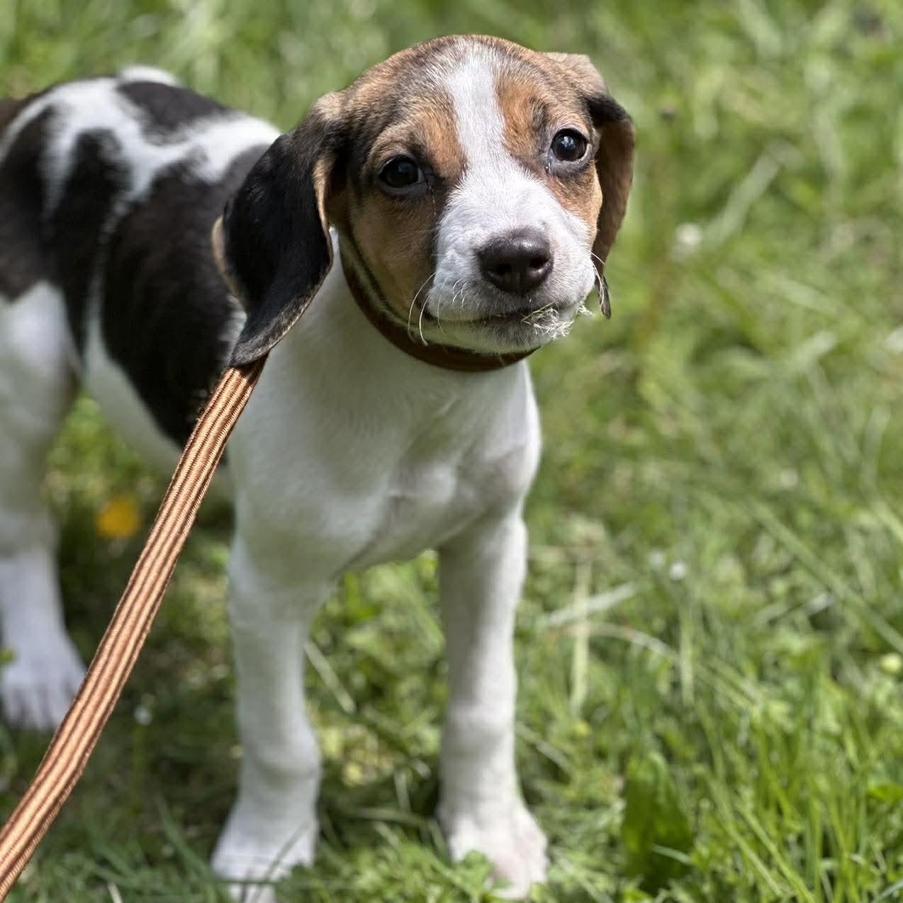 Enlarge Jami, a Adoptable Treeing Walker Coonhound in Newland, NC image 1/3