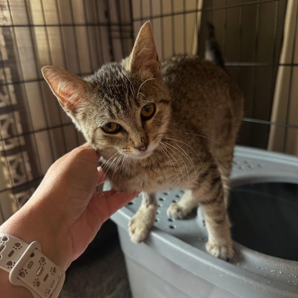 Firecracker — thumbnail 2