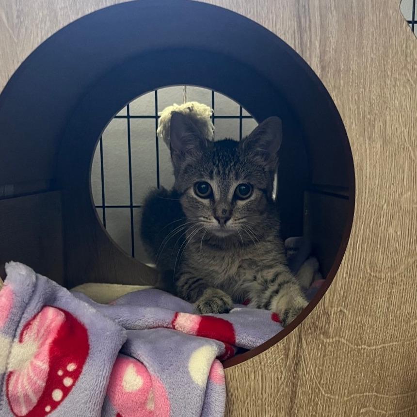 Firecracker — thumbnail 3