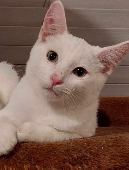 Snowy, Adopted, Kitten Female Domestic Short Hair.