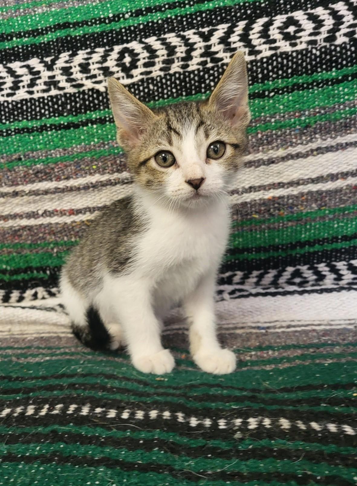 Kronk, an adoptable Domestic Short Hair Mix in Grove, OK_image-1