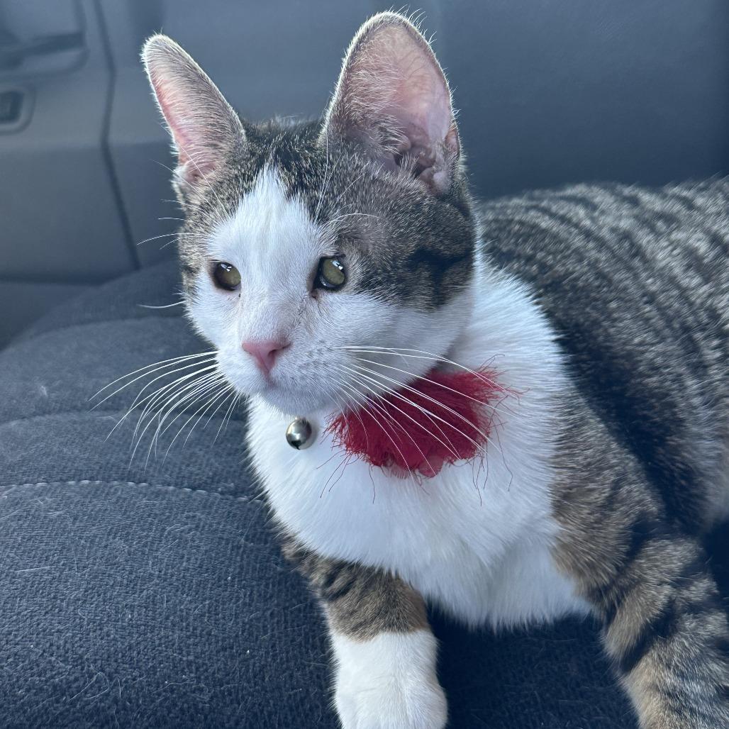 Sierra, Adoptable, Adult Female American Shorthair.