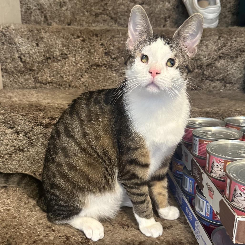 Sierra, Adoptable, Adult Female American Shorthair.