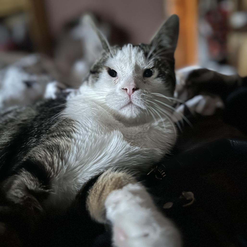 Sierra, a Adoptable American Shorthair in Pacifica, CA image 5/6